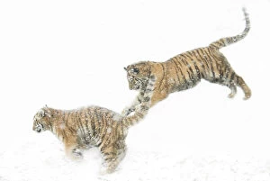 Images Dated 8th February 2007: Two Siberian tigers {Panthera tigris altaica} leaping in snow, captive