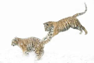 Two Siberian tigers {Panthera tigris altaica} leaping in snow, captive