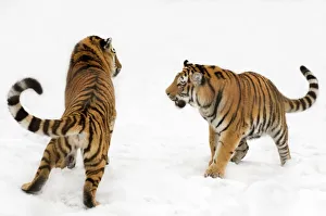 Two Siberian tigers (Panthera tigris altaica) play-fighting in the snow, captive