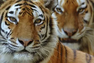 Two Siberian tigers {Panthera tigris altaica} portraits, captive