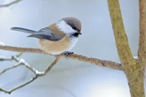 Images Dated 30th September 2019: Siberian tit (Poecile cinctus) perched, Ivalo, Finland. March