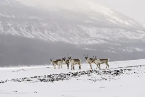 Reindeer Prints: Siberian tundra reindeer (Rangifer tarandus sibiricus) Putoransky State Nature Reserve