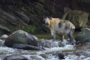 Sichuan / Tibetan takin (Budorcas taxicolor tibetana) crossing a river, Tangjiahe