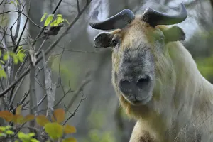 Sichuan / Tibetan takin (Budorcas taxicolor tibetana) walking through a forest in