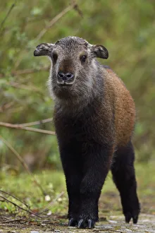 Wild Wonders Of China Prints: Sichuan / Tibetan takin (Budorcas taxicolor tibetana) young calf that lost his mother