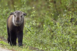 Sichuan / Tibetan takin (Budorcas taxicolor tibetana) young calf that lost his mother