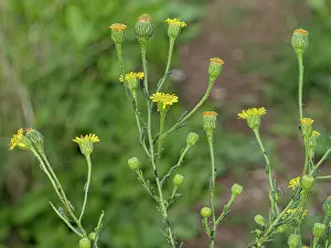 Lazio Prints: Sicilian fleabane (Pulicaria sicula) in flower, Sant Agostino, Lazio, Italy. October