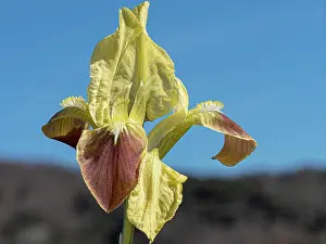 Iridaceae Prints: Sicilian iris (Iris pseudopumila) in flower, Gargano, Puglia, Italy. April