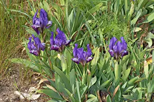 Iridaceae Prints: Sicilian iris (Iris pseudopumila) in flower, Puglia, Italy. April
