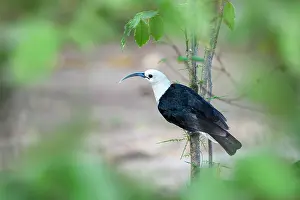 Sickle Billed Vanga Prints: Sickle-billed vanga (Falculea palliata) perched on branch in forest understorey