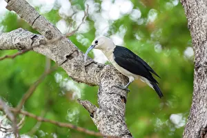 Sickle Billed Vanga Prints: Sickle-billed vanga (Falculea palliata) perched on branch in forest understorey