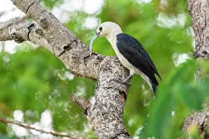 Larva Prints: Sickle-billed vanga (Falculea palliata) perched on branch with insect grub prey in beak