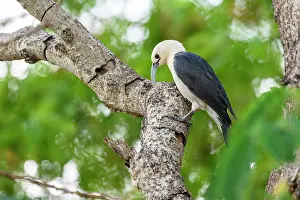 Sickle Billed Vanga Prints: Sickle-billed vanga (Falculea palliata) probing for insect grubs in tree branch in forest understorey