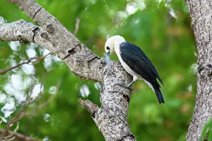 Sickle-billed vanga (Falculea palliata) probing for insect grubs in tree branch in forest understorey, Anjajavy Private Reserve, north west Madagascar