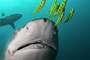Underside Prints: Sicklefin lemon shark (Negaprion acutidens) with Pilotfish