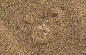 Hidden In Nature Gallery: Sidewinder / Peringueys adder (Bitis peringueyi) lying in wait, buried in sand