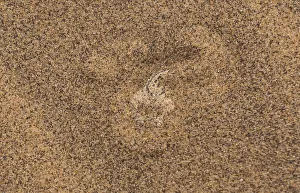 Sidewinder / Peringueys adder (Bitis peringueyi) lying in wait, buried in sand