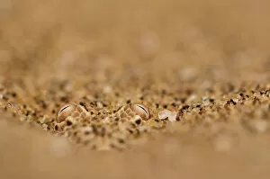African Viper Gallery: Sidewinding adder (Bitis peringueyi) hidden in the sand. Swakopmund, Namibia