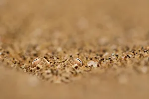 Images Dated 9th October 2015: Sidewinding adder (Bitis peringueyi) hidden in the sand. Swakopmund, Namibia