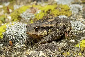 Toad Prints: Sierra de Gredos common toad (Bufo bufo gredosicola) camouflaged on a lichen-covered rock