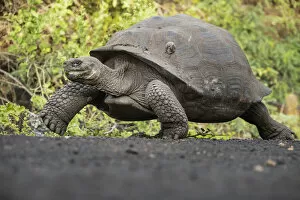February 2022 Highlights Collection: Sierra Negra giant tortoise (Chelonoidis guntheri) walking, Isabela Island, Galapagos