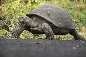 Testudinidae Prints: Sierra Negra giant tortoise (Chelonoidis guntheri) walking, Isabela Island, Galapagos