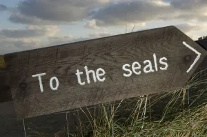 Signs Prints: Sign pointing the way to Grey seals (Halichoerus grypus) Donna Nook, Lincolnshire