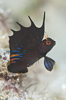 Uncatalogued Prints: A signal blenny (Emblemaria hypacanthus) displays its showy dorsal fin as it extends