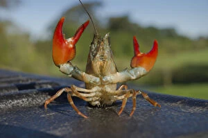 Signal crayfish (Pacifastacus leniusculus) in a defensive posture after being caught