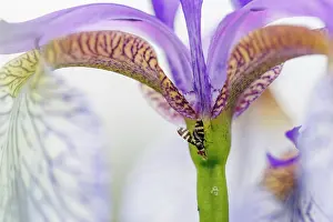 Iridaceae Prints: Signal fly (Rivellia frondescentia) resting on Iris (Iris sibirica) flower