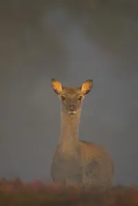Sika deer (Cervus nippon) calf lit by gentle morning sunlight filtering through a thick mist