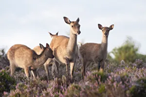 Images Dated 22nd August 2011: Sika deer (Cervus nippon) amongst flowering heather, Arne RSPB reserve, Dorset, England
