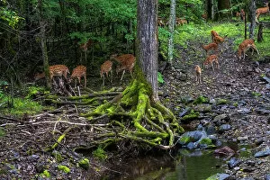 Cervidae Collection: Sika deer (Cervus nippon) herd feeding beside pool in forest, Land of the Leopard National Park