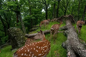 Cervidae Collection: Sika deer (Cervus nippon) herd walking past fallen tree in forest as one looks around