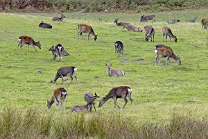 Cervids Collection: Sika Deer (Cervus nippon) hinds and calves feeding on Arne RSPB Reserve, Dorset, UK, September