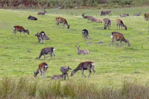 Groups Prints: Sika Deer (Cervus nippon) hinds and calves feeding on Arne RSPB Reserve