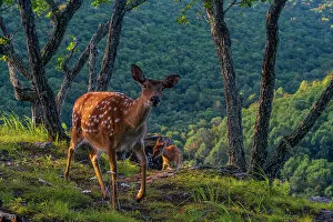 Cervidae Collection: Sika deer (Cervus nippon) mother walking along hilltop as fawn climbs slope between rocks and trees