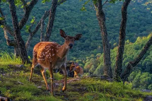 Sika deer (Cervus nippon) mother walking along hilltop as fawn climbs slope between rocks and trees, with mountain forest behind, Land of the Leopard National Park, Russian Far East. Taken with remote camera. September
