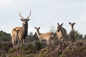 Images Dated 22nd August 2011: Sika deer (Cervus nippon), stag, hind and young, amongst flowering heather, Arne RSPB reserve