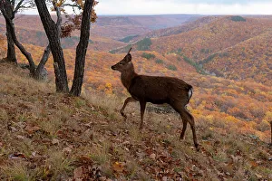 Russia Prints: Sika deer (Cervus nippon) stag walking on mountain slope at the edge of woodland