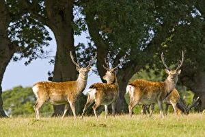 Cervids Collection: Sika deer (Cervus nippon) stags in summer coat, Arne RSPB Reserve, Dorset, England