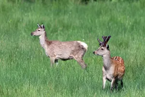 Alien Species Prints: Two Sika deer (Cervus nippon) standing in grassland