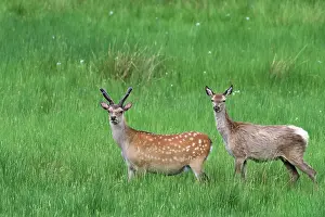 Alien Species Prints: Two Sika deer (Cervus nippon) standing in grassland