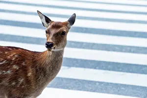 Spotted Prints: Sika deer (Cervus nippon) standing at pedestrian crossing, Nara City, Honshu, Japan