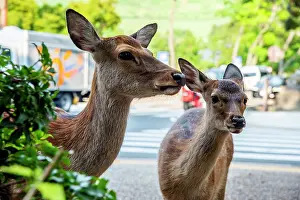 Artiodactyla Prints: Sika deers (Cervus nippon) female and fawn