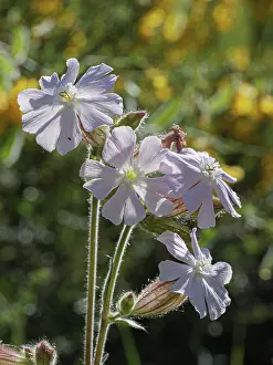 Caryophyllaceae Prints: Silene x hampeana, a natural hybrid between Red campion (Silene dioica) and White campion (Silene latifolia) in flower