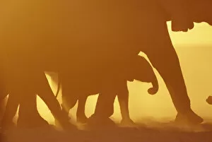 Silhouette of African elephants at sunset {Loxodonta africana} Kenya