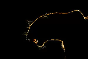 2020 February Highlights Collection: Silhouette of an African leopard (Panthera pardus pardus) snarling, Mkuze, South Africa