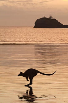 Silhouette of an Agile wallaby (Macropus agilis) hopping along the beach at dusk