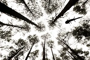 Axolotl Prints: Silhouette of Axolotl (Ambystoma mexicanum) swimming in a woodland stream surrounded by towering trees